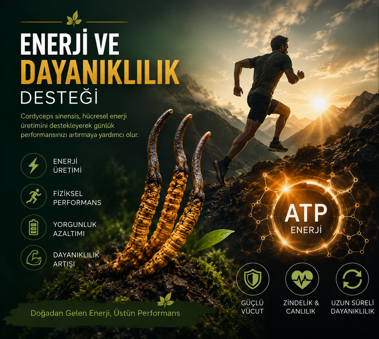 Cordyceps SinensisEnerji ve Dayanıklılık Desteği
