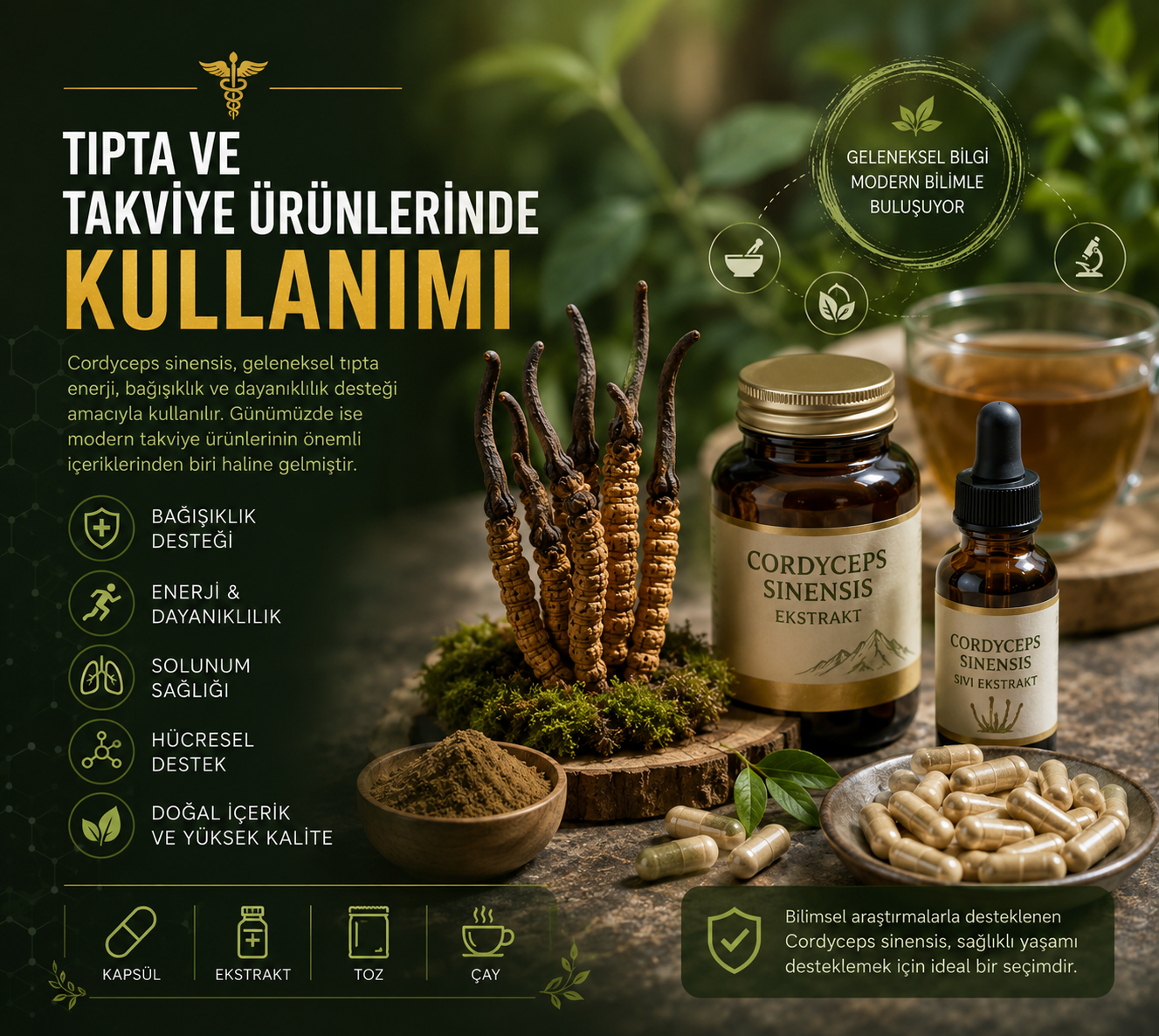 Cordyceps SinensisEnerji ve Dayanıklılık Desteği